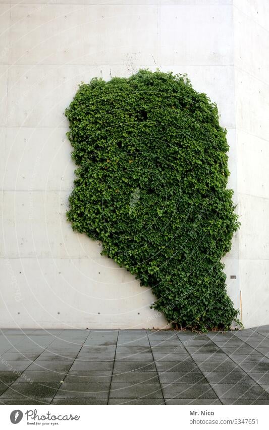 Launen der Natur I Kopfpflanze bewachsen Kletterpflanzen Grünpflanze Wachstum grün Gebäude Fassade Efeu Pflanze Bauwerk Wand begrünt Ranke Blätter