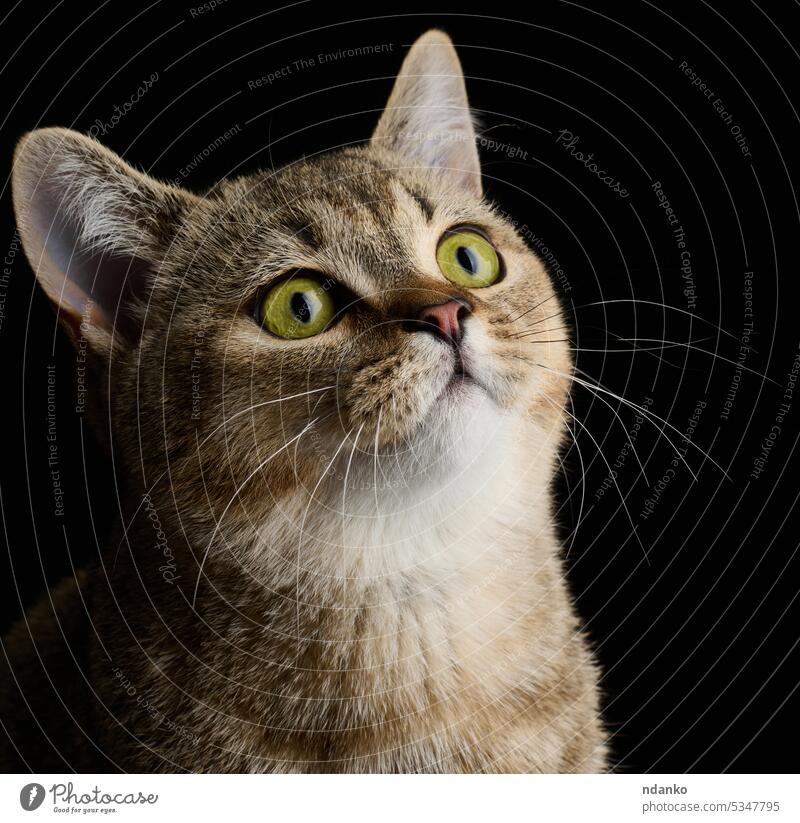 Porträt einer erwachsenen grauen Katze Rasse Straight Scottish auf einem schwarzen Hintergrund Haustier Neugier niedlich heimisch Gesicht katzenhaft fluffig