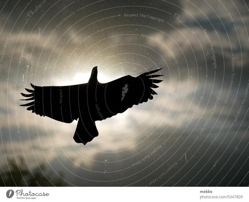Der Sonnenvogel Vogel Vögel Himmel Wolken fliegen Flügel Freiheit Luft Vogelflug frei Silhouette Umriss Schatten Scheibe Fenster Aufkleber Sichtschutz blenden