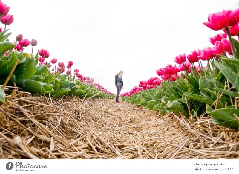 ganz klein Junge Frau Jugendliche 1 Mensch Pflanze Blume Tulpe Feld groß skurril Surrealismus Perspektive Farbfoto Außenaufnahme Textfreiraum oben