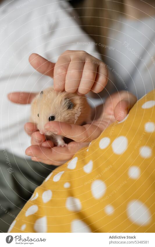 Anonymes Kind spielt mit Hamster in den Händen der Mutter Frau Kopfkissen Hand Haustier Liebe Finger Komfort gemütlich Spaß haben sitzen weich berühren