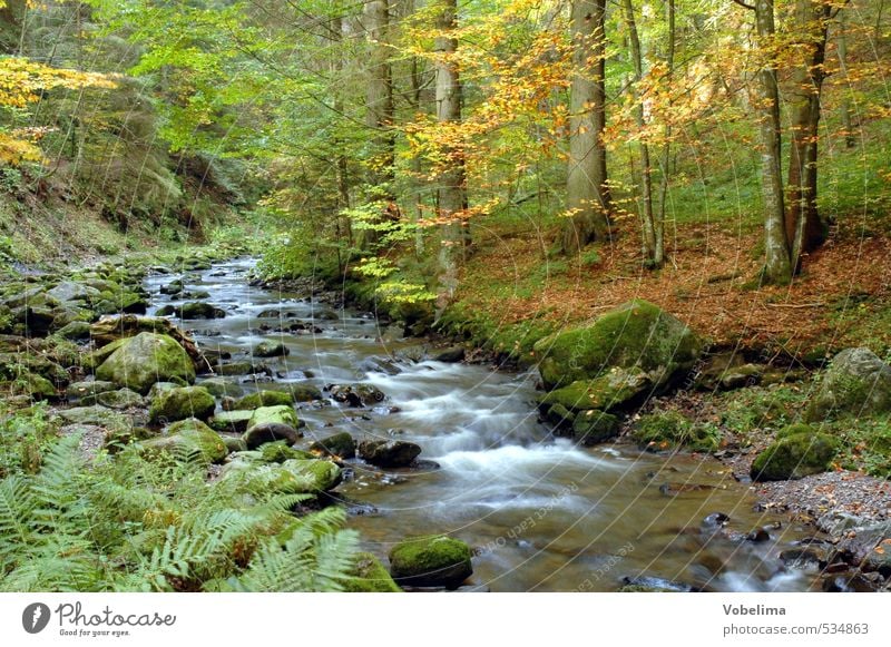Ravenna-Schlucht im Höllental, Schwarzwald, D. Umwelt Natur Landschaft Wasser Herbst Baum Wald Bach blau braun mehrfarbig gelb gold grün orange weiß ravenna