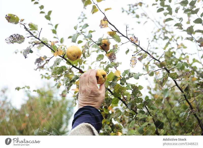 Abgeschnittene Person beim Sammeln von Quitten im Garten Ernte abholen pflücken Gärtner Frucht Landschaft Ackerbau temuco einheimisch frisch reif Saison