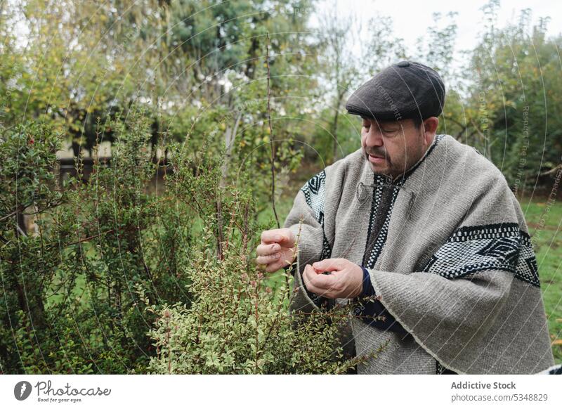 Ernster reifer Mann, der eine Pflanze im Garten untersucht Blatt Arbeit Buchse Gärtner Gartenbau Botanik prüfen mapuche Fokus temuco Chile chilenisch