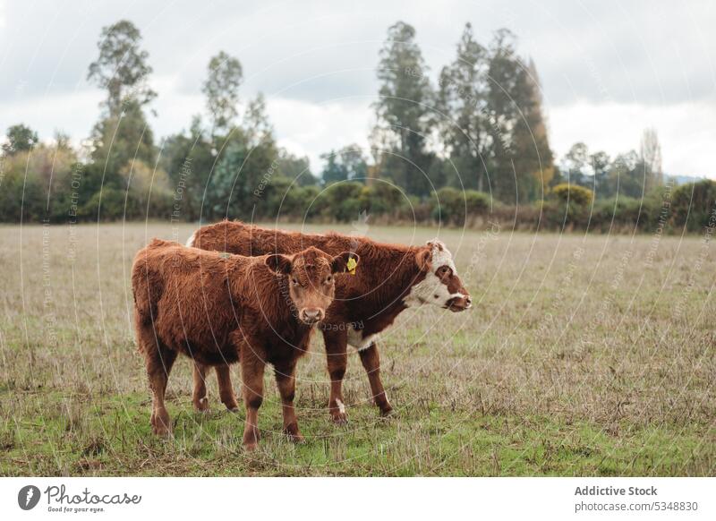 Braune Kühe grasen auf einer Weide auf einem Acker Kuh weiden Natur Wiese Tier Landschaft Gras Viehbestand Säugetier heimisch ländlich temuco Chile chilenisch