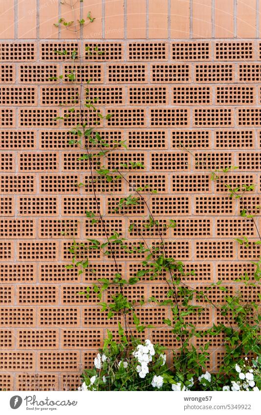 Lärmschutzwand Stadtgrün Pflanzen Schallschutz Schallschutzmauer Schallschutzwand Lochziegel Farbfoto Menschenleer Tag Außenaufnahme Wand Mauer Grünpflanze
