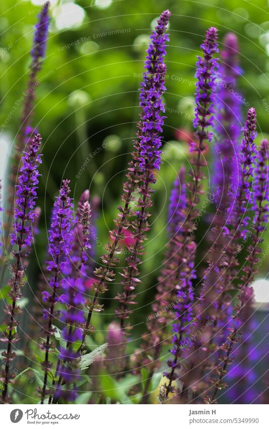 Lila Salbei lila Pflanze Garten Natur Umwelt Wachstum Blühend Schwache Tiefenschärfe Farbfoto Blüte violett Außenaufnahme natürlich Menschenleer Sommer schön