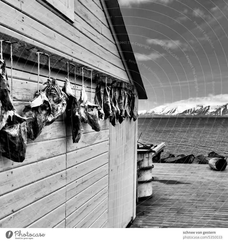 Fischerdorf im Norden (Idylle) Hütte Island Gebäude Menschenleer Polaroid Einsamkeit Landschaft Außenaufnahme Farbfoto Himmel Tür Wand Wiese Häusliches Leben