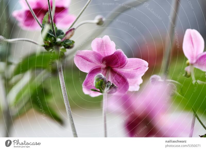 Windröschen cosmos kosmeen Zierpflanze Schmuckkörbchen Cosmos bipinnatus Cosmea bipinnata nicht winterhart Auslese Gartenpflanze Blume aus Mexiko einjährig