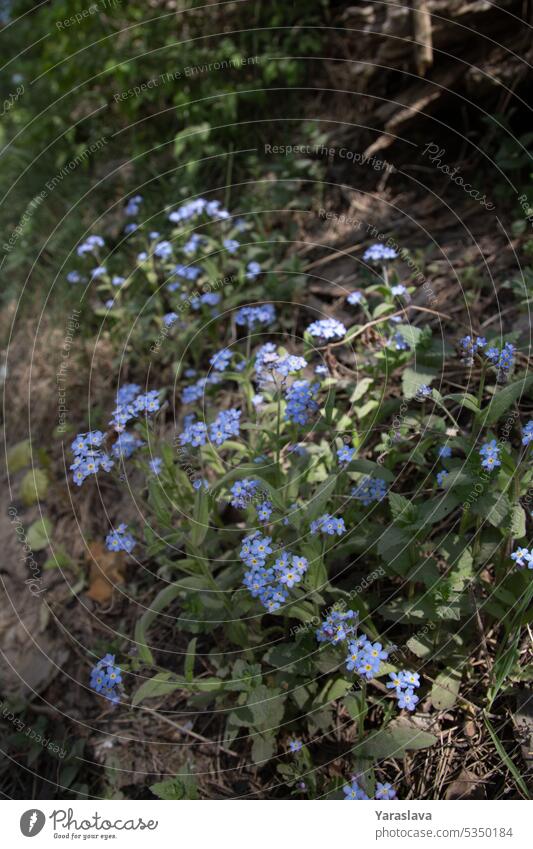 Foto von Myosotis-Blüten, die im Wald wachsen Blume blau Pflanze Natur Flora grün geblümt Wildblume Hintergrund Blütezeit Garten Blütenblatt blaue Blume klein
