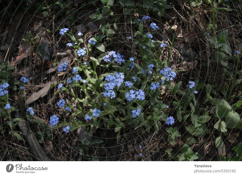 Foto von blau blühenden Myosotis-Blüten im Wald Gras Myosotis arvensis blaue Blume Pflanze Natur Flora grün geblümt Wildblume Hintergrund Blütezeit Garten