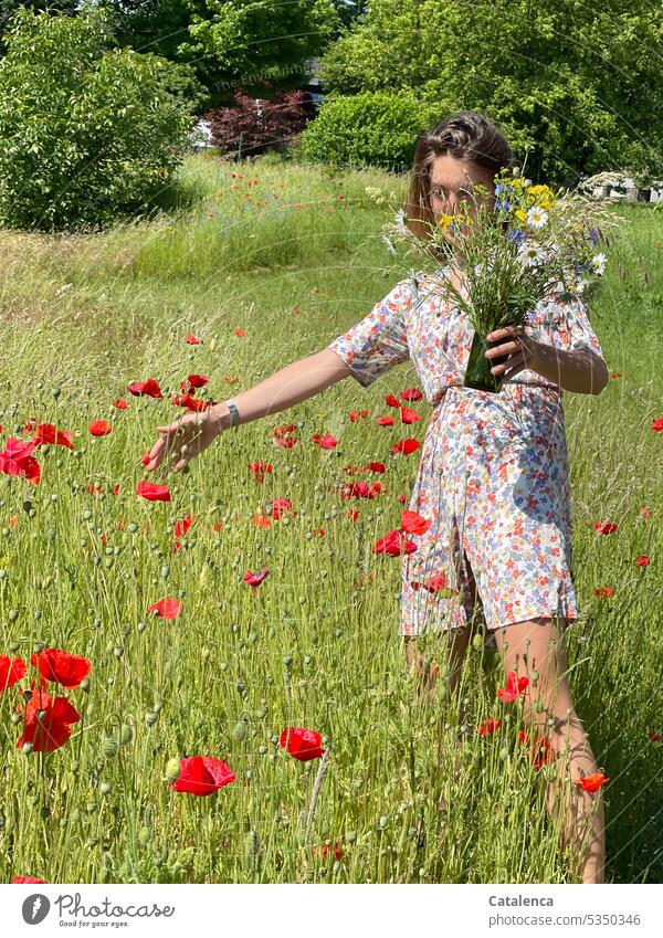 Frau im geblümtem Kleid und Blumenstrauß in der Hand pflückt Mohn duften Natur Flora Pflanze blühen Blüte Garten Gras Wiese Tag Tageslicht verblühen Person