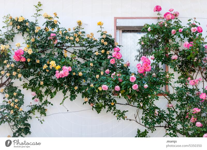 Rosen an Fassade Rosengewächse Blühend Fenster zuhause Blüte Sommer Romantik Rosenblüte wohnen