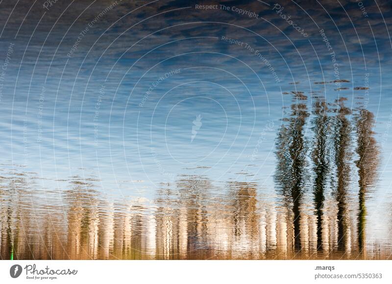 Spiegelei Reflexion & Spiegelung See Natur Landschaft Wasser Baum Herbst Erholung Himmel optische täuschung Idylle Umwelt Schönes Wetter kahl