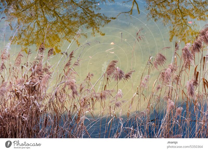 Schilf am Seeufer Schilfrohr Reflexion & Spiegelung Ast Wasser Farbe Natur Umwelt Pflanze Erholung Idylle