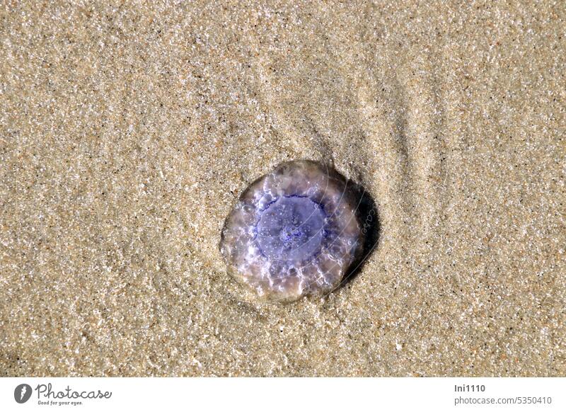 blaue Nesselqualle Nordsee Strand Sand Tier tot angeschwemmt Qualle Haarqualle Schirm glibberig durchsichtig Innenleben nesseln brennen giftig