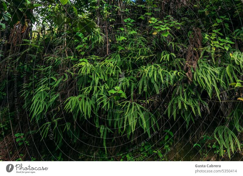 Gruppe wilder Farne im peruanischen Dschungel, wo er sich sehr gut an das tropische Klima anpasst. Natur Pflanze grün Wald Farnblatt Grünpflanze Botanik Blatt