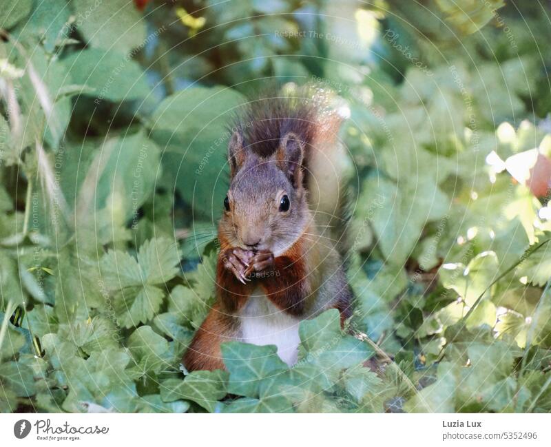 Eichhörnchen rotbraun lebendig fressen sammeln Natur Tierporträt niedlich lange Krallen Wildtier Fell Tiergesicht Pfote Fressen Blick Sonnenlicht Laub