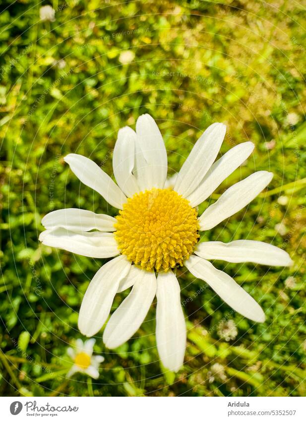 Margerite auf einer Wiese Blume Blüte Sommer Natur Blühend weiß grün gelb Blumenwiese Pflanze Garten Gras Tag Sonnenlicht warm heiß Hitze Nahaufnahme Unschärfe
