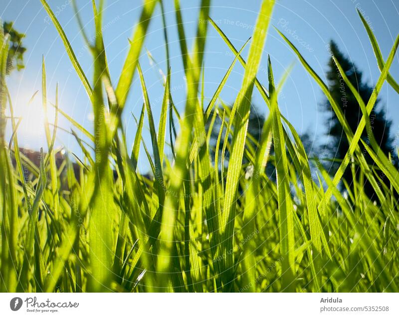 Rasen im Sonnenlicht Gräser grün Garten Grashalme Gegenlicht Froschperspektive heiß warm Sommer Wiese Tanne Schatten