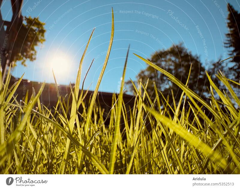 Die Sonne brennt auf den grünen Rasen Gras Garten blauer Himmel heiß Hitze Sommer Sonnenlicht Umwelt Klimawandel Dürre Trockenheit Boden Haus Froschperspektive