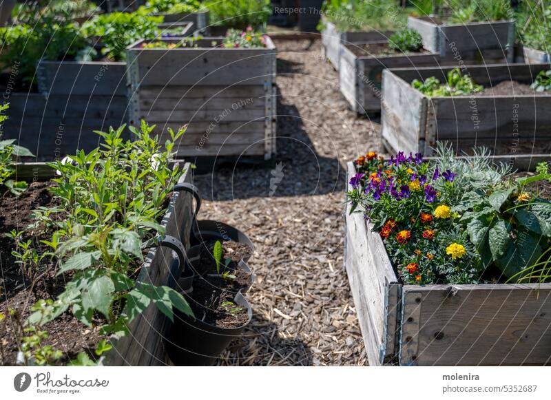 Hölzerne Hochbeete im Gemeinschaftsgarten Gemüse Garten Gartenarbeit Pflanze Großstadt urban grün Bett angehoben Lebensmittel wachsend Ackerbau Gesundheit Hobby