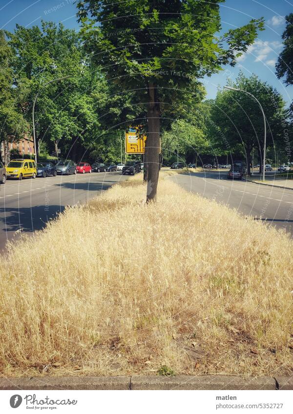 Getreidefeld in Berlin Mitte Mittelstreifen Baum Strasse Auto schönes Wetter trocken Juni