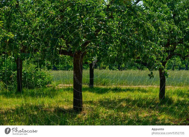 Sonnenbeschienene Streuobstwiese im Juni mit vier Bäumen im Karree, ein Getreidefeld im Hintergrund Viereck Quadrat Äpfel Apfelbäume grün im Grünen