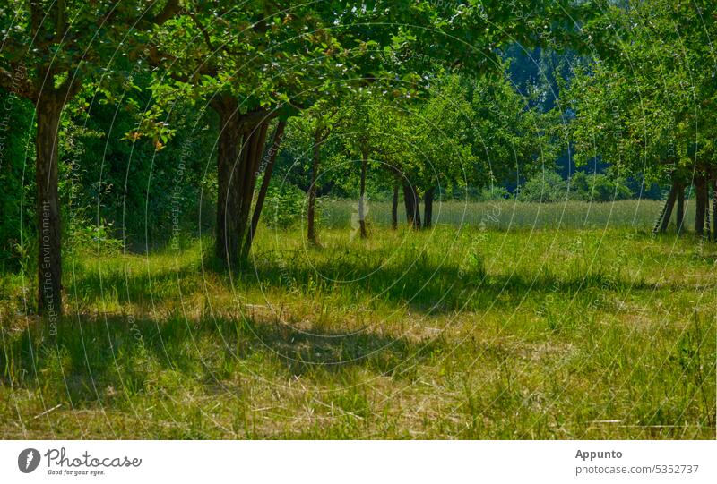 Blick über eine sommerliche Streuobstwiese mit nach rechts schattenwerfenden Bäumen Sonne Reihe Obstwiese Obstanbau Landwirtschaft Agrar Agrarwirtschaft grün