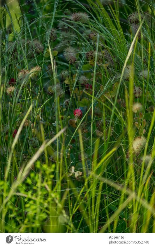 Eine rote Blüte des Wiesenklees (Trifolium pratense, Rotklee) leuchtet zwischen Wiesengräsern und Pusteblumen hervor Klee leuchten auffällig Grashalme Wildwiese