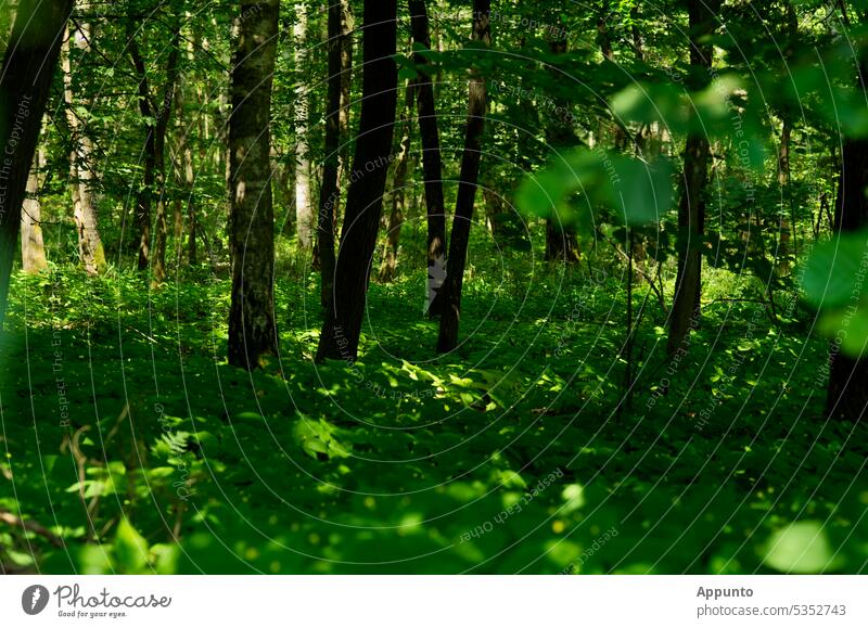 Inmitten eines Waldes mit einem grünen "Teppich" aus Großem Springkraut zeichnen Licht und Schatten spiralförmige Muster Mischwald Bäume Baumstämme