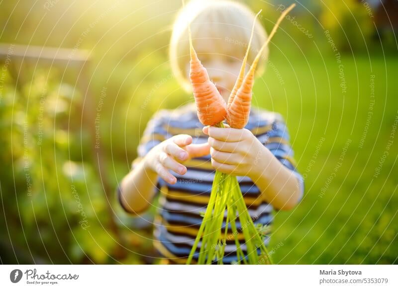 Glücklicher kleiner Junge hilft Familie bei der Ernte von organischem, selbst angebautem Gemüse im Hinterhof eines Bauernhofs. Kind hält Bündel von frischen Karotten und Spaß haben. Gesundes vegetarisches Essen. Ernten.