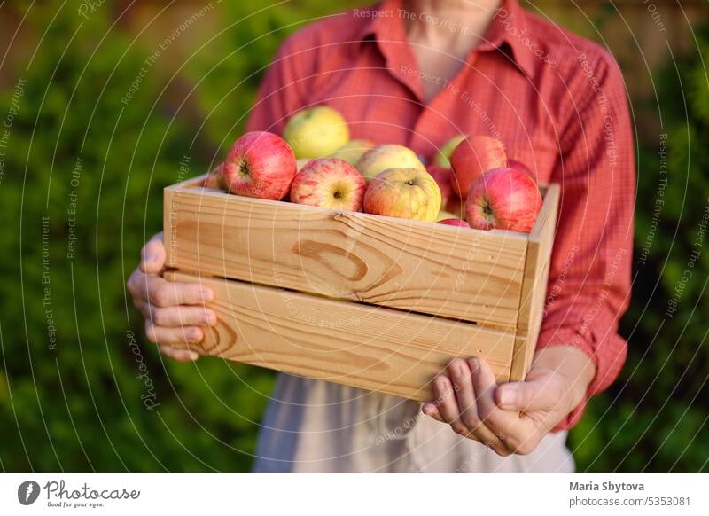 Bäuerin hält Holzkiste mit Ernte von frisch gepflückten Bio-Äpfeln. Gesundes vegetarisches Essen. Ernte im Obstgarten. Lokales Geschäft. Früchte zum Verkauf.