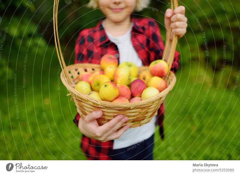 Kleiner Junge pflückt Äpfel im Obstgarten. Kind hält Strohkorb mit Ernte. Ernte im heimischen Garten im Herbst. Obst zum Verkauf. Lokales Geschäft. Apfel