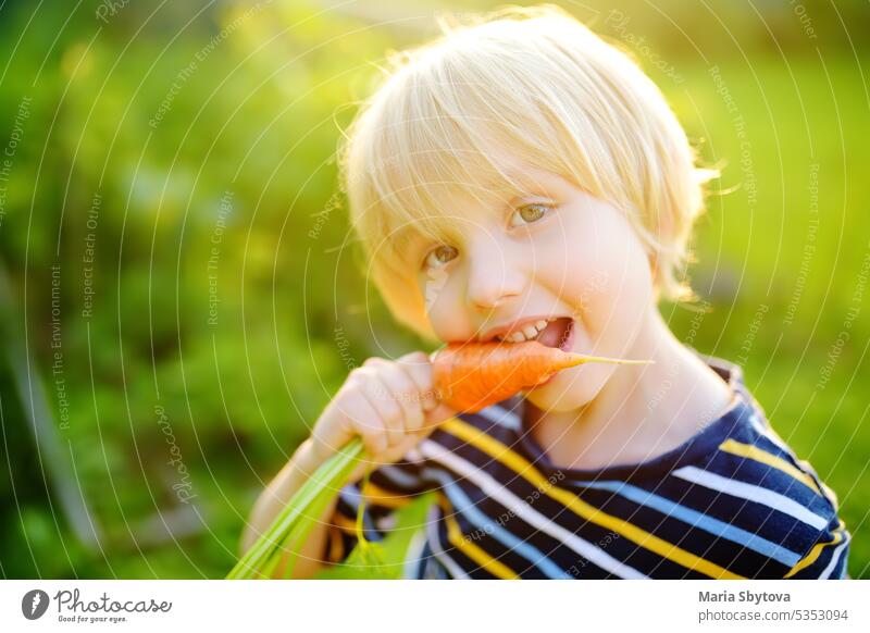 Glücklicher kleiner Junge hilft seiner Familie bei der Ernte von selbst angebautem Bio-Gemüse im Hinterhof eines Bauernhofs. Kind isst eine frische Karotte und hat Spaß. Gesundes vegetarisches Essen. Lokales Unternehmen. Ernten.