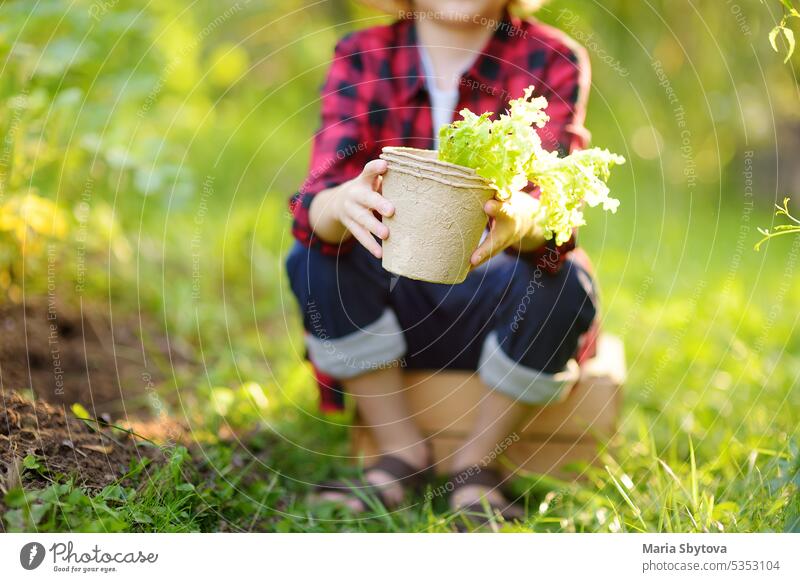 Kleiner Junge hält Sämling von Salat in Töpfen und Schaufel auf dem heimischen Garten im Sommer sonnigen Tag. Familie Gartenarbeit Aktivität mit kleinen Kind