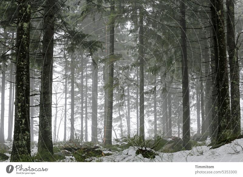 Schwarzwald, winterlich mit etwas Schnee Wald Bäume Baumstämme Fichten Winter Nebel Zweige u. Äste Natur Außenaufnahme kalt Winterstimmung