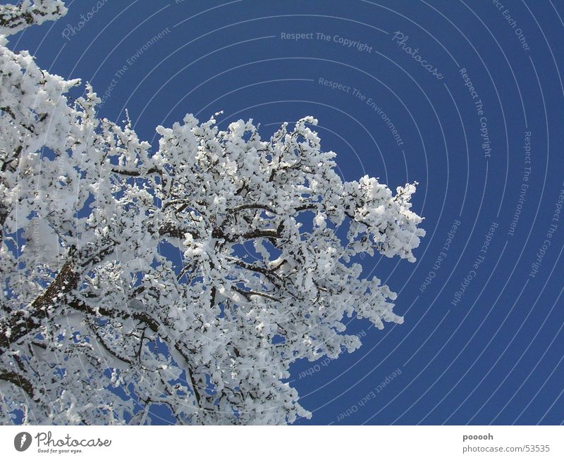 ein schöner wintertag ... Baum Schnee Sonnenstrahlen weiß Himmel Spaziergang Ast blau