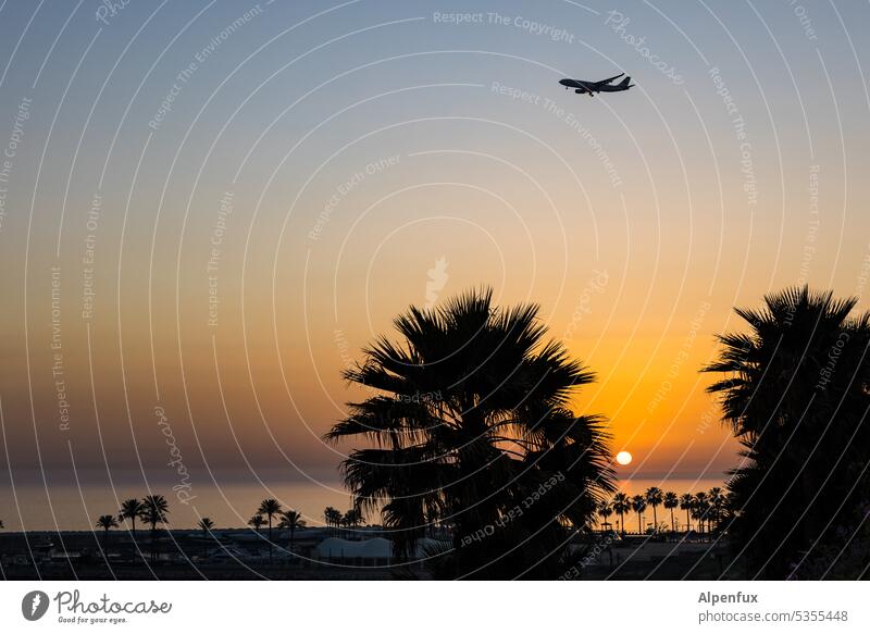große und kleine Palmen Sonnenuntergang Flugzeug Flugzeuglandung Abenddämmerung Flughafen Ferien & Urlaub & Reisen Luftverkehr Passagierflugzeug Dämmerung
