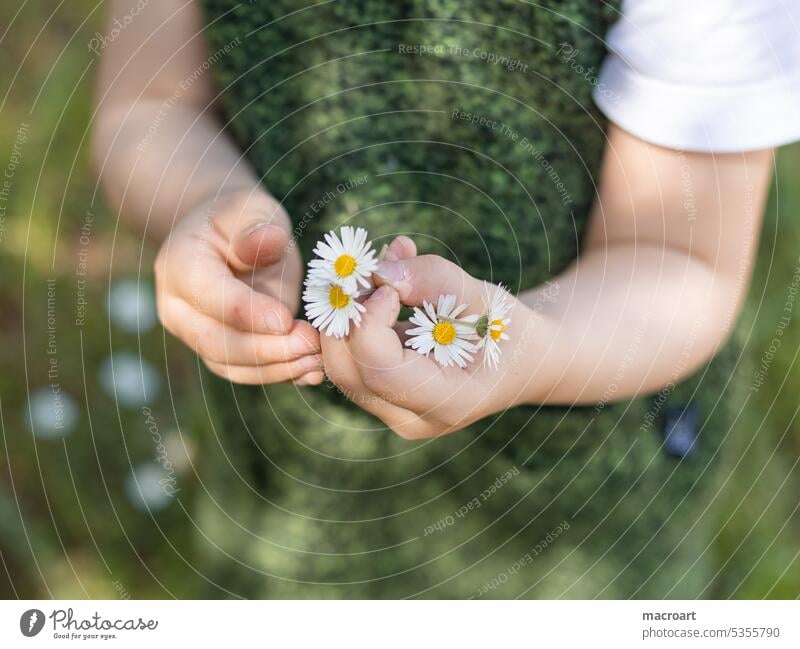 Gänseblümchen pflücken- kleines Mädchen hält Gänseblümchen in den Händen Bellis perennis blumen hand halten mädchen grün gras wiese frühling sommer hände