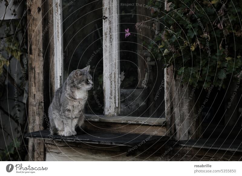 Bei Nacht sind alle Katzen | grau in grau Fenster warten Geduld alt vintage Landhaus Fensterbank außen dunkel düster geheimnisvoll Fassade retro getigert
