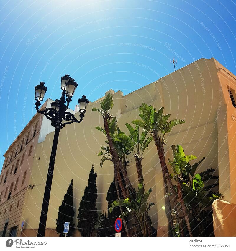 Palmengarten ( Innenstadtausführung ) ...... | Altstadt von Cádiz Spanien Cadiz Tourismus Historisch Ferien & Urlaub & Reisen Sommer stürzende Linien mediterran