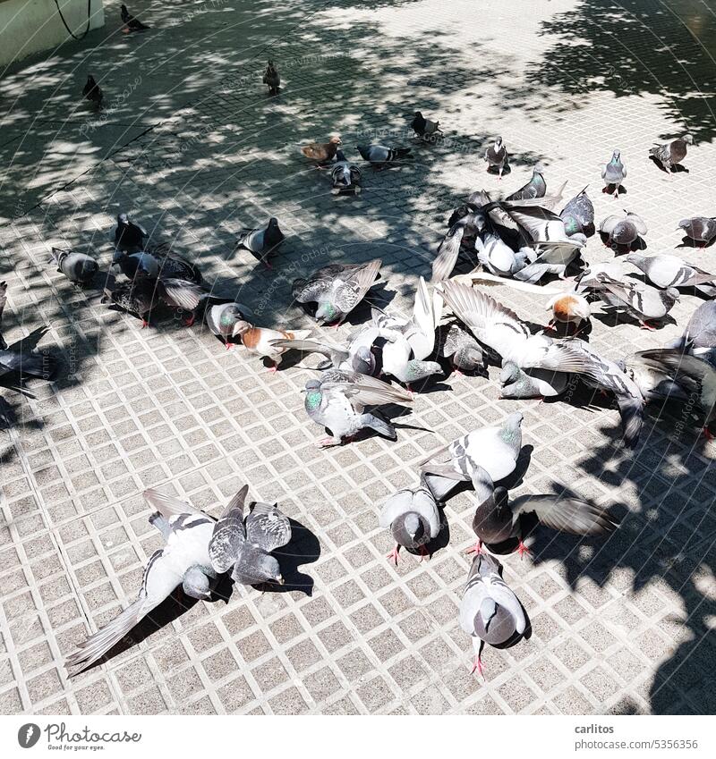 EINE Taube macht noch keinen Sommer | und Nachwuchs ist auch in Arbeit Spanien Cadiz Tauben füttern Urlaub Reisen