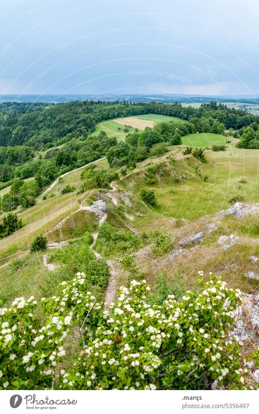 Schwäbische Alb Hügel Wege & Pfade Bergkamm Horizont Himmel Wolken Sommer Wiese Blumen Blühend Wald Natur Landschaft