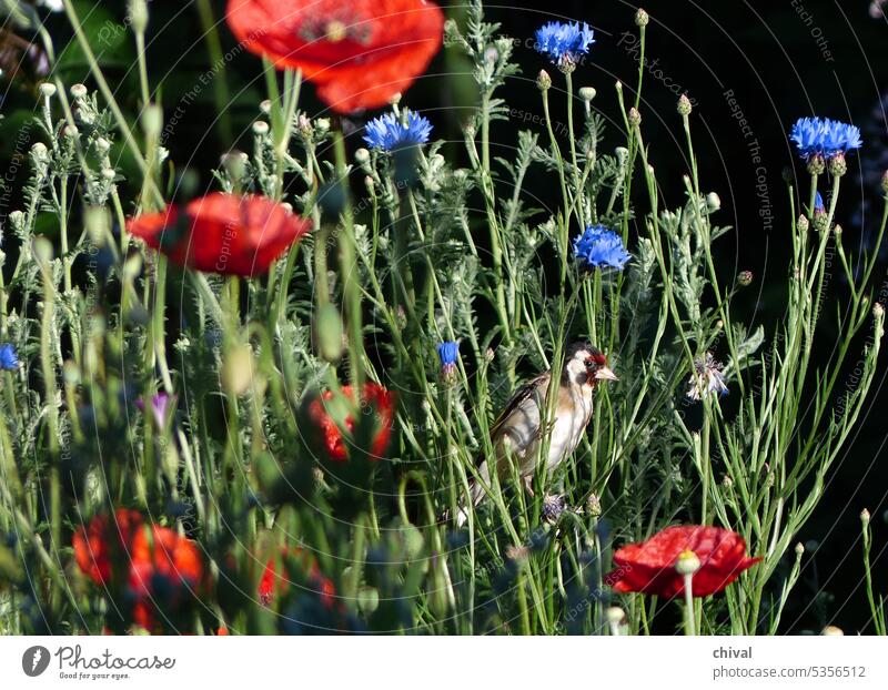 Buntspecht in der Blumenwiese Vogel Specht Wiese Mohn Natur Garten