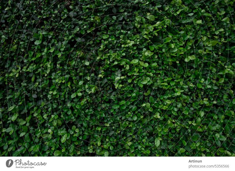 Kleine grüne Blätter in Hecke Wand Textur Hintergrund. Closeup grüne Hecke Pflanze im Garten. Eco immergrüne Hecke Wand. Natürliche Kulisse. Schönheit in der Natur. Grüne Blätter mit natürlichen Muster Tapete.