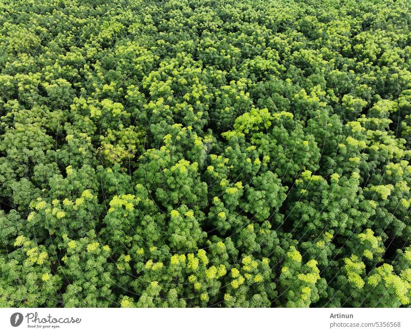 Luftaufnahme eines grünen Waldes für den Verkauf von Kohlenstoffkrediten. Dichte grüne Bäume binden CO2. Grüne Bäume Hintergrund für Kohlenstoffneutralität und Netto-Null-Emissionen Konzept. Nachhaltige grüne Umwelt.