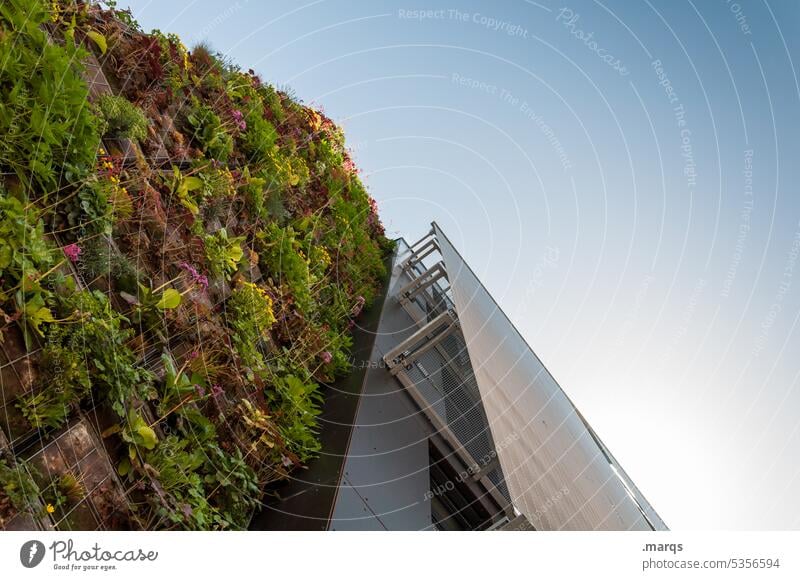 Bepflanzte Fassade Grünpflanze Wand Haus Pflanze Natur bewachsen Architektur Gebäude Hauswand Fassadenverkleidung nachhaltig modern Froschperspektive