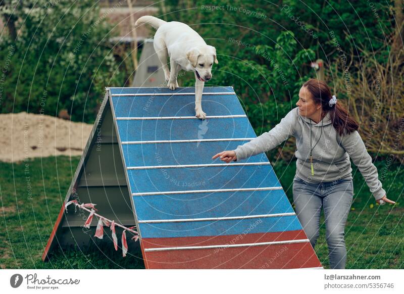 Frauchen spielt mit ihrem Hund Agility Walking über eine Pyramide Hindernis Herrin Spielplatz Haustier Spielen Labrador Retriever zeigend Sommer Frühling