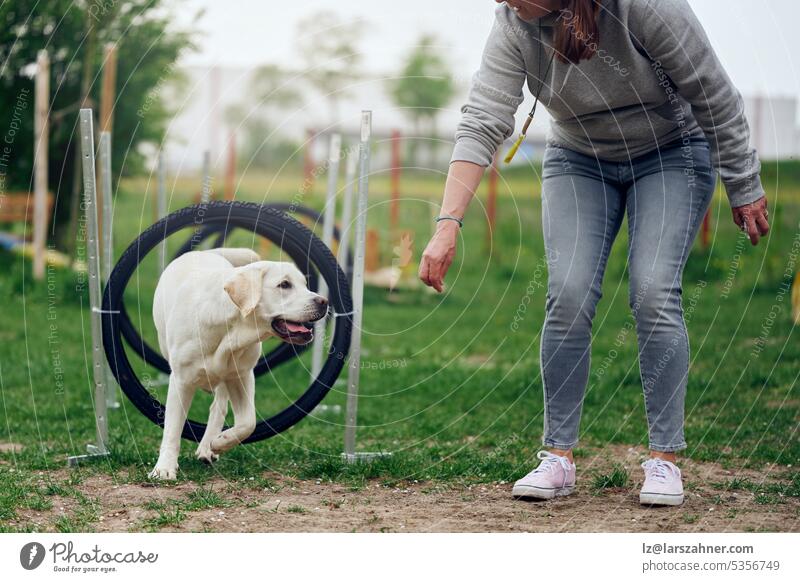 Frauchen spielt mit ihrem Hund Agility Walking durch Ringe oder Reifen als Hindernis Herrin Spielplatz Haustier Spielen springend Labrador Retriever zeigend